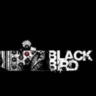 Blackbird